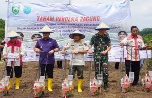 OKI Jadi Kawasan Pengembangan Jagung Berbasis Korporasi Petani
