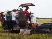 OKI Mulai Panen Raya, Stok Beras Aman