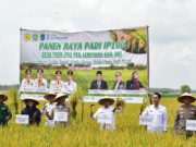 Produktivitas Padi OKI Tembus 6,6 Ton Per Hektare