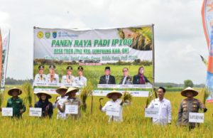 Produktivitas Padi OKI Tembus 6,6 Ton Per Hektare