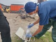 Bukan Keracunan, Ini Penyebab Kematian Mendadak Kerbau di OKI