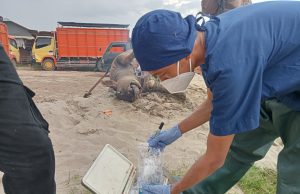 Bukan Keracunan, Ini Penyebab Kematian Mendadak Kerbau di OKI