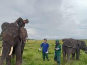 Melihat Perawatan Gajah Sumatera di Pusat Konservasi Padang Sugihan