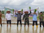 Kebut Optimasi Lahan, Petani OKI Tanam Padi IP 300