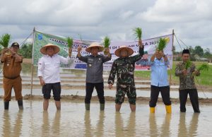 Kebut Optimasi Lahan, Petani OKI Tanam Padi IP 300