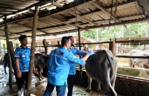 Menyelamatkan Kerbau Pampangan dari Kepunahan