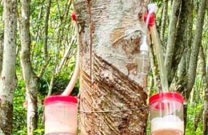 Sosialisasi Alat Teknologi Infus Biotech Salah Satu Inovasi Yang Dapat Meningkatkan Produktivitas Dan Kualitas Hasil Kebun Karet