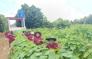 Lapas Muara Enim Kembali Laksanakan Panen Raya Hasil Budidaya Dari Warga Binaan