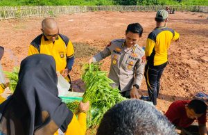 Kebun Ketahanan Pangan yang dikelola Satker Bidkum Polda Sumsel di Panen, Seluruh Hasil Dibagikan ke Masyarakat Sekitar