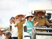 Wakili Sumsel, Petani OKI Panen Raya Serentak Bersama Presiden Secara Virtual