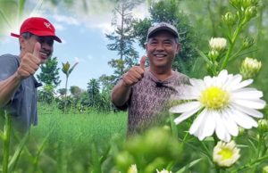 Petani Inspiratif di Balik Keindahan Bunga Pikok di Kampung Bangreng Pasir Huni Cimaung Bandung