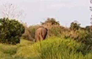 Gajah Liar Serang Warga di Air Sugihan, Dua Orang Luka-Luka dan Rumah Rusak