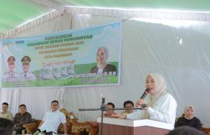 Kartika Sandra Desi Turun ke Warga Kertapati Dampingi Beri Bantuan Beras, Camat Kertapati: Ini Bentuk Kepedulian Nyata