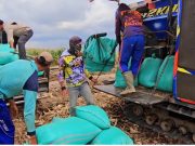 Panen Raya Demplot Jagung di Jadimulya: Bukti Sinergi Petani, Pemerintah, dan Swasta Dukung Ketahanan Pangan
