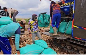 Panen Raya Demplot Jagung di Jadimulya: Bukti Sinergi Petani, Pemerintah, dan Swasta Dukung Ketahanan Pangan