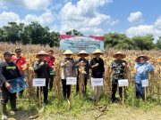 Panen Raya Jagung Serentak Tahap III di Prabumulih: Dorong Ketahanan Pangan Nasional
