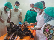 Warga Temukan Tulang Belulang Manusia di Perkebunan Pisang OKU Selatan, Polisi Selidiki Dugaan Tindak Kriminal