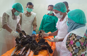 Warga Temukan Tulang Belulang Manusia di Perkebunan Pisang OKU Selatan, Polisi Selidiki Dugaan Tindak Kriminal