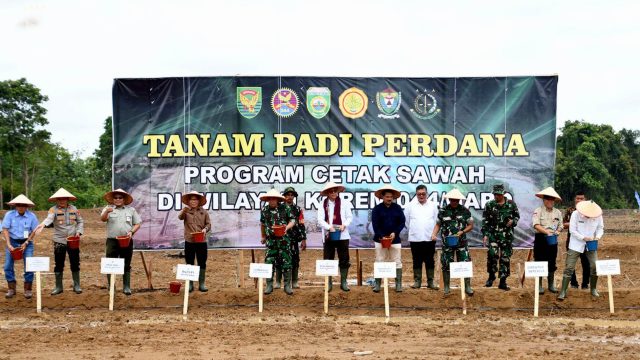 tanam padi