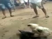 Dugaan Judi Sabung Ayam Resahkan Warga Pulau Bruang, CimutNews Lakukan Penelusuran Lapangan
