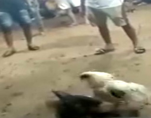 Dugaan Judi Sabung Ayam Resahkan Warga Pulau Bruang, CimutNews Lakukan Penelusuran Lapangan