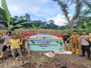 Polsek Kikim Timur Gelar Panen Raya Jagung Serentak Kuartal III, Dorong Ketahanan Pangan di Kabupaten Lahat