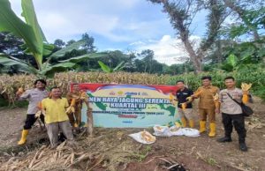 Polsek Kikim Timur Gelar Panen Raya Jagung Serentak Kuartal III, Dorong Ketahanan Pangan di Kabupaten Lahat