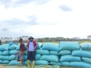 Panen Raya OKI Tembus 100 Karung per Hektare, Desa Jadi Mulya Catat Lonjakan Produksi Signifikan