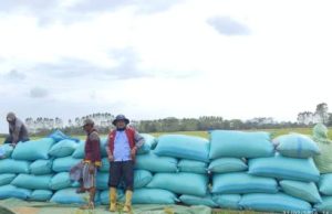 Panen Raya OKI Tembus 100 Karung per Hektare, Desa Jadi Mulya Catat Lonjakan Produksi Signifikan