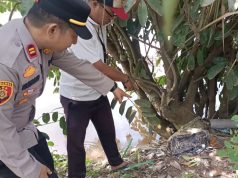 Penemuan Mayat di Banyuasin: Pria Tanpa Identitas Ditemukan di Sawah Sungai Pinang, Polisi Lakukan Penyelidikan