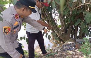 Penemuan Mayat di Banyuasin: Pria Tanpa Identitas Ditemukan di Sawah Sungai Pinang, Polisi Lakukan Penyelidikan