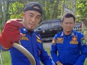 📰 Sigap! Damkar Muba Evakuasi Ular Masuk Rumah Warga di Sekayu, Respons Cepat Kurang dari 10 Menit