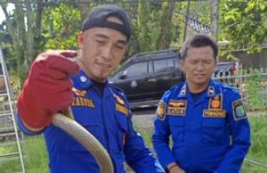 📰 Sigap! Damkar Muba Evakuasi Ular Masuk Rumah Warga di Sekayu, Respons Cepat Kurang dari 10 Menit
