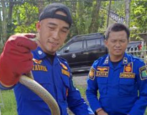 📰 Sigap! Damkar Muba Evakuasi Ular Masuk Rumah Warga di Sekayu, Respons Cepat Kurang dari 10 Menit