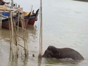 Gajah Liar Masuk Permukiman Banyuasin, Viral di TikTok, Warga Desa Kuala Sujian Panik