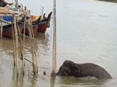 Gajah Liar Masuk Permukiman Banyuasin, Viral di TikTok, Warga Desa Kuala Sujian Panik