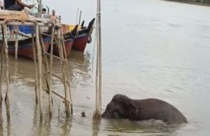 Gajah Liar Masuk Permukiman Banyuasin, Viral di TikTok, Warga Desa Kuala Sujian Panik
