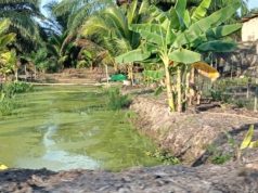 Terungkap, Dugaan Penggunaan Anggaran Desa Panca Mulya Jadi Sorotan Warga