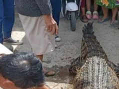 Buaya 4 Meter Ditangkap Nelayan di Tulung Selapan OKI