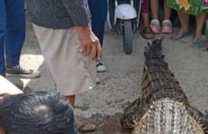 Buaya 4 Meter Ditangkap Nelayan di Tulung Selapan OKI