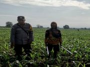 Polisi Kawal Jagung 250 Hektar, Petani Masih Hadapi Tantangan Lapangan