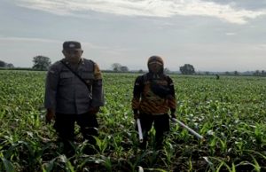 Polisi Kawal Jagung 250 Hektar, Petani Masih Hadapi Tantangan Lapangan