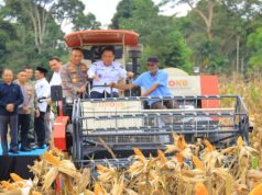 Produksi Jagung Sumsel Naik Tapi Sejumlah Petani Mengaku Belum Sepenuhnya Sejahtera