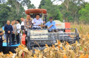 Produksi Jagung Sumsel Naik Tapi Sejumlah Petani Mengaku Belum Sepenuhnya Sejahtera