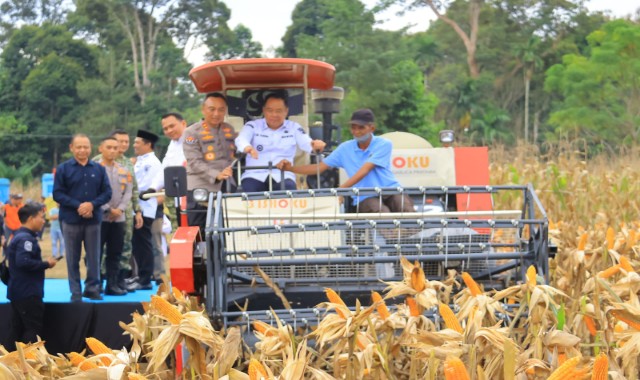 panen jagung