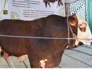 Sapi 1 Ton dari Presiden Diserahkan ke Pagar Alam, Fakta di Lapangan Masih Menyisakan Pertanyaan
