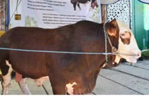 Sapi 1 Ton dari Presiden Diserahkan ke Pagar Alam, Fakta di Lapangan Masih Menyisakan Pertanyaan
