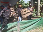 Polres Blitar Kota Tindak Cepat Dugaan Perjudian Sabung Ayam, Arena di Ponggok dan Srengat Dibubarkan