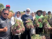 Belajar ke Brebes, Mampukah Banyuasin Wujudkan Sentra Bawang Merah?