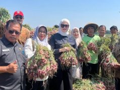 Belajar ke Brebes, Mampukah Banyuasin Wujudkan Sentra Bawang Merah?